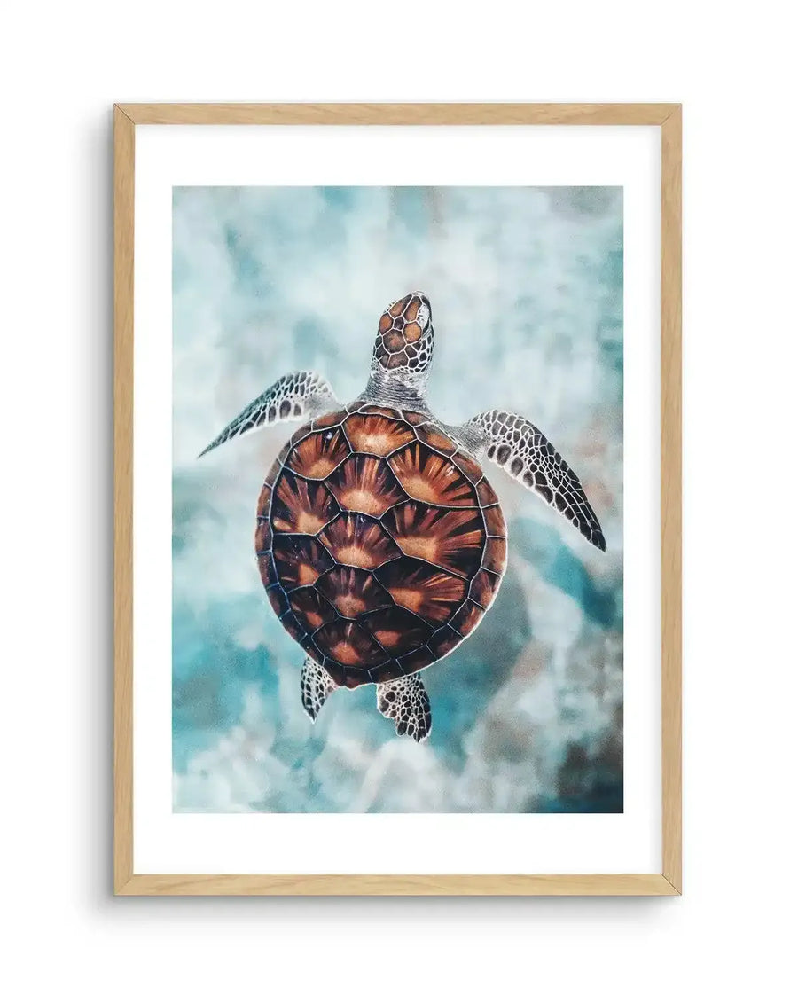 Watercolour art print featuring a sea turtle swimming upwards in clear, light blue water, printed on fine art paper and displayed in a natural oak frame with white border. The turtle's shell is a rich brown with darker geometric patterns, and its flippers are speckled with dark spots.