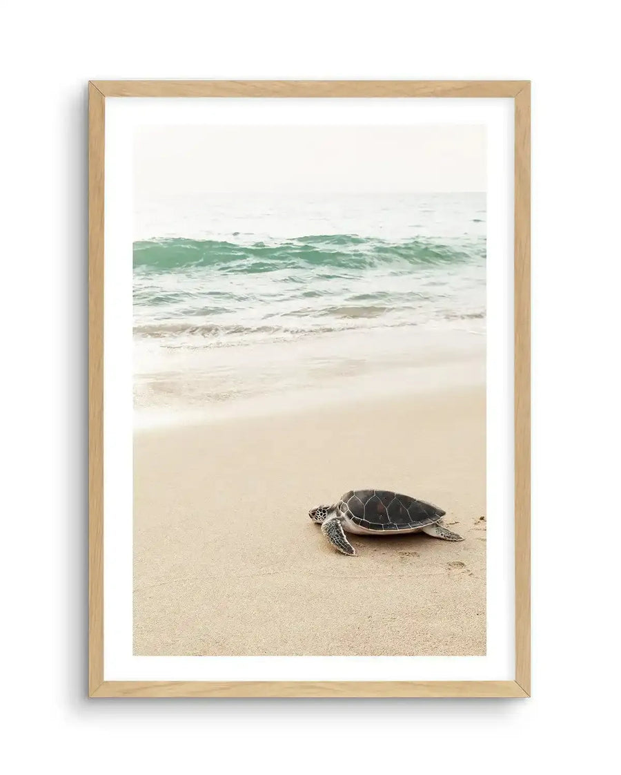 Framed photograph of a small sea turtle on a sandy beach, crawling towards the gentle, turquoise waves of the ocean under a bright, overcast sky, displayed in a natural oak frame with white border.