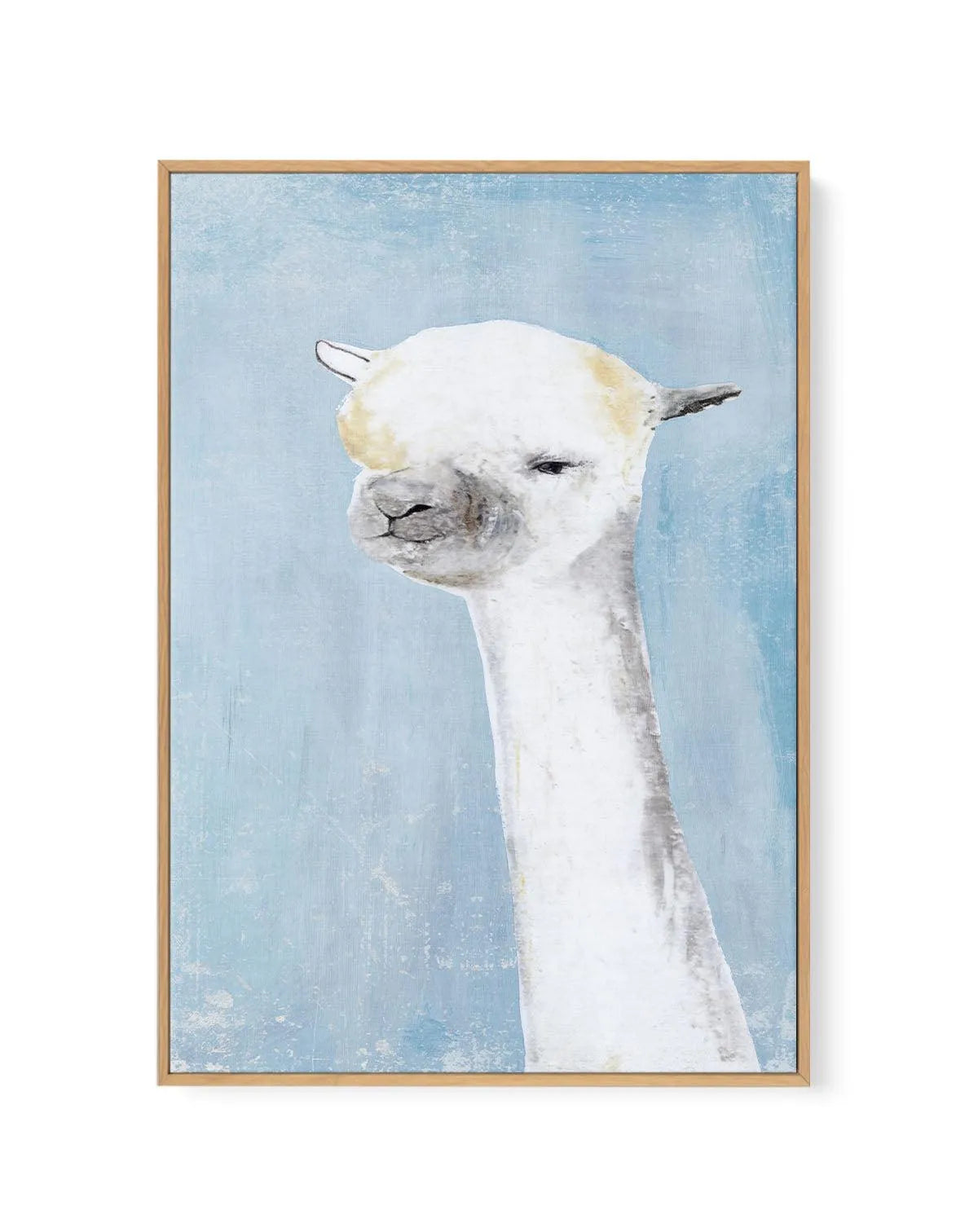 Llama on Blue II | Framed Canvas-CANVAS-You can shop wall art online with Olive et Oriel for everything from abstract art to fun kids wall art. Our beautiful modern art prints and canvas art are available from large canvas prints to wall art paintings and our proudly Australian artwork collection offers only the highest quality framed large wall art and canvas art Australia - You can buy fashion photography prints or Hampton print posters and paintings on canvas from Olive et Oriel and have them