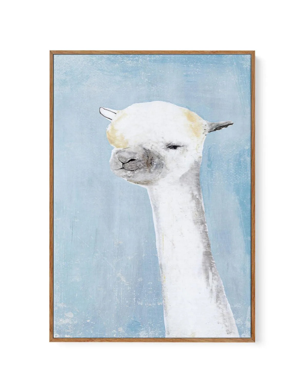 Llama on Blue II | Framed Canvas-CANVAS-You can shop wall art online with Olive et Oriel for everything from abstract art to fun kids wall art. Our beautiful modern art prints and canvas art are available from large canvas prints to wall art paintings and our proudly Australian artwork collection offers only the highest quality framed large wall art and canvas art Australia - You can buy fashion photography prints or Hampton print posters and paintings on canvas from Olive et Oriel and have them