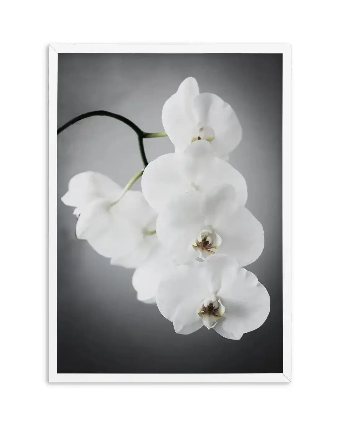 L'ombre Orchid Art Print-PRINT-Olive et Oriel-Olive et Oriel-A5 | 5.8" x 8.3" | 14.8 x 21cm-White-With White Border-Buy-Australian-Art-Prints-Online-with-Olive-et-Oriel-Your-Artwork-Specialists-Austrailia-Decorate-With-Coastal-Photo-Wall-Art-Prints-From-Our-Beach-House-Artwork-Collection-Fine-Poster-and-Framed-Artwork