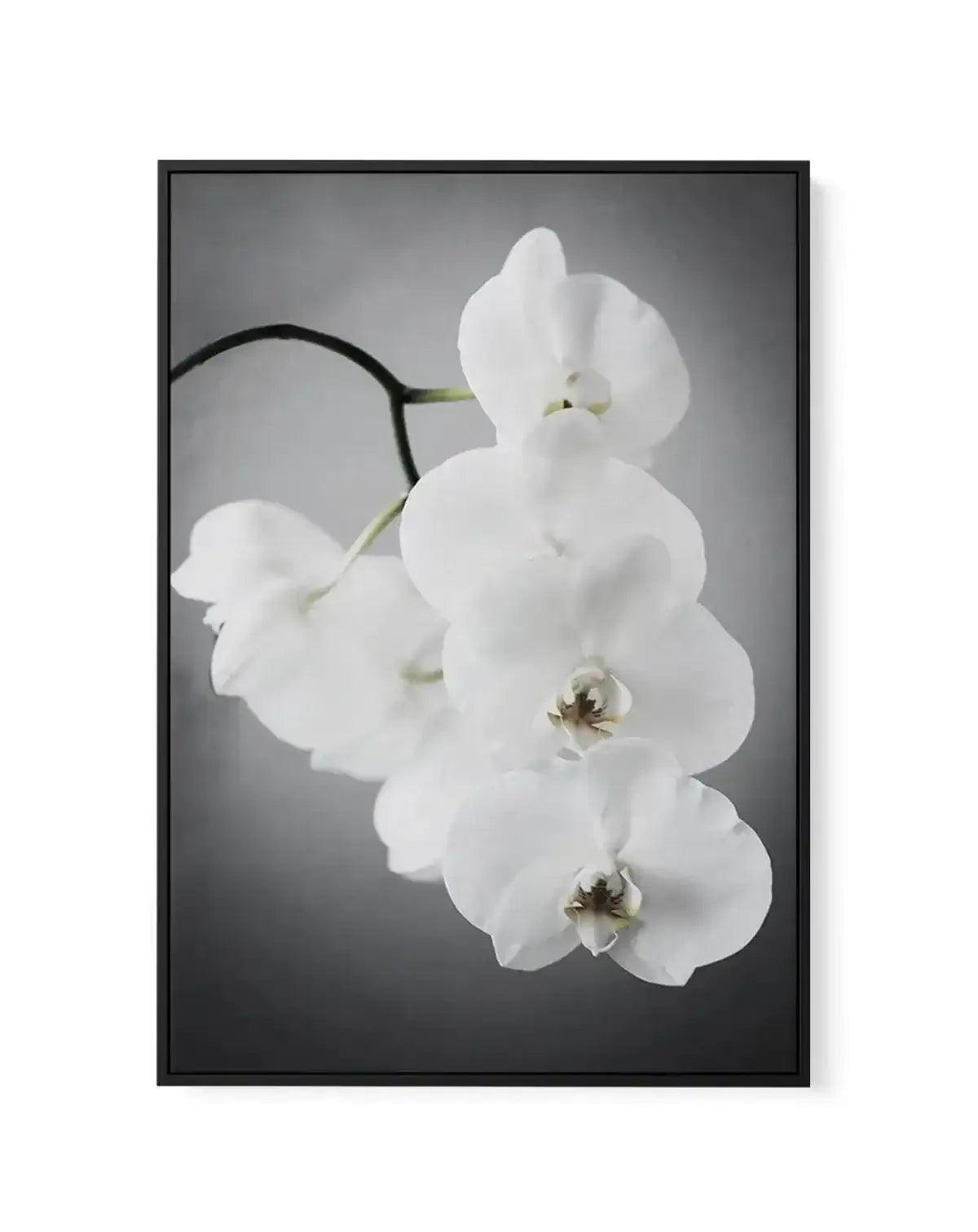 L'ombre Orchid | Framed Canvas-CANVAS-You can shop wall art online with Olive et Oriel for everything from abstract art to fun kids wall art. Our beautiful modern art prints and canvas art are available from large canvas prints to wall art paintings and our proudly Australian artwork collection offers only the highest quality framed large wall art and canvas art Australia - You can buy fashion photography prints or Hampton print posters and paintings on canvas from Olive et Oriel and have them d