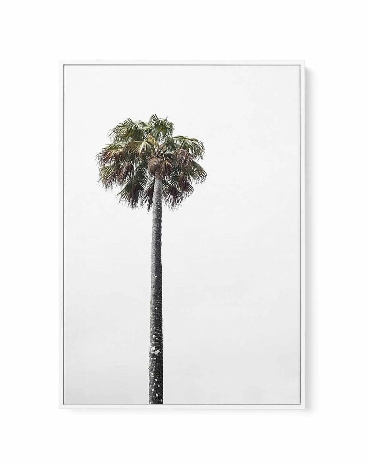 Lonesome Palm | Framed Canvas-CANVAS-You can shop wall art online with Olive et Oriel for everything from abstract art to fun kids wall art. Our beautiful modern art prints and canvas art are available from large canvas prints to wall art paintings and our proudly Australian artwork collection offers only the highest quality framed large wall art and canvas art Australia - You can buy fashion photography prints or Hampton print posters and paintings on canvas from Olive et Oriel and have them de