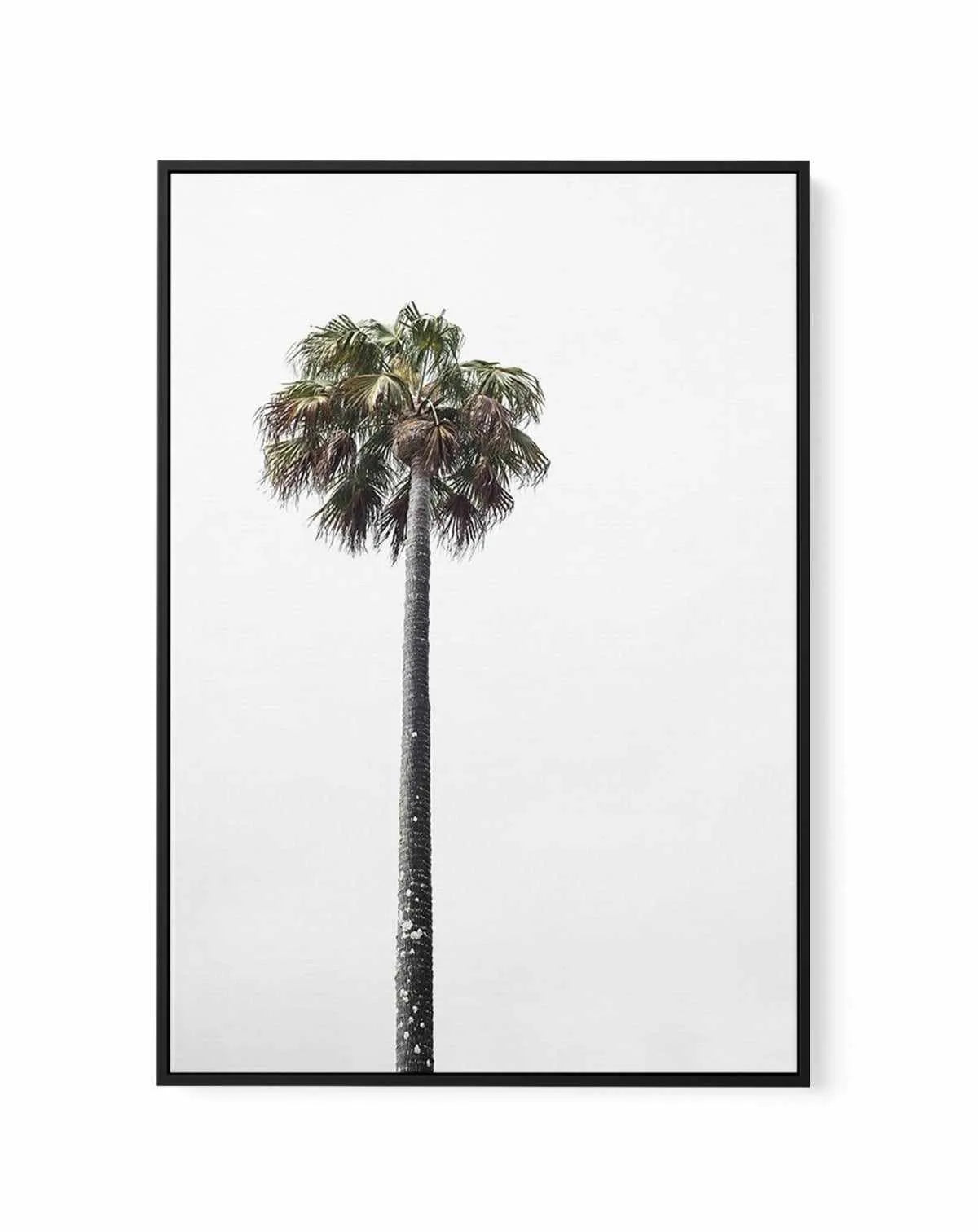 Lonesome Palm | Framed Canvas-CANVAS-You can shop wall art online with Olive et Oriel for everything from abstract art to fun kids wall art. Our beautiful modern art prints and canvas art are available from large canvas prints to wall art paintings and our proudly Australian artwork collection offers only the highest quality framed large wall art and canvas art Australia - You can buy fashion photography prints or Hampton print posters and paintings on canvas from Olive et Oriel and have them de