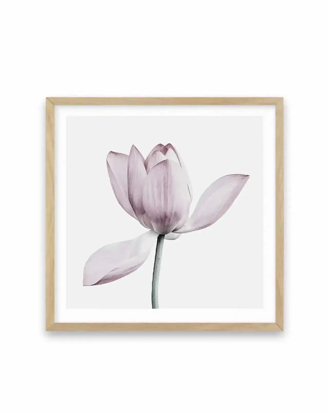 Lotus I | SQ Art Print-PRINT-Olive et Oriel-Olive et Oriel-70x70 cm | 27.5" x 27.5"-Oak-With White Border-Buy-Australian-Art-Prints-Online-with-Olive-et-Oriel-Your-Artwork-Specialists-Austrailia-Decorate-With-Coastal-Photo-Wall-Art-Prints-From-Our-Beach-House-Artwork-Collection-Fine-Poster-and-Framed-Artwork