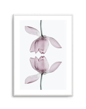 Watercolor art print depicting two delicate lotus flowers in soft mauve and dusty rose tones on a single green stem against a white background. The upper flower is fully open with five layered petals, while the lower bloom is partially closed with unfurling petals. Fine brushwork creates subtle veining and shading throughout. Displayed in a light gray frame with white border.
