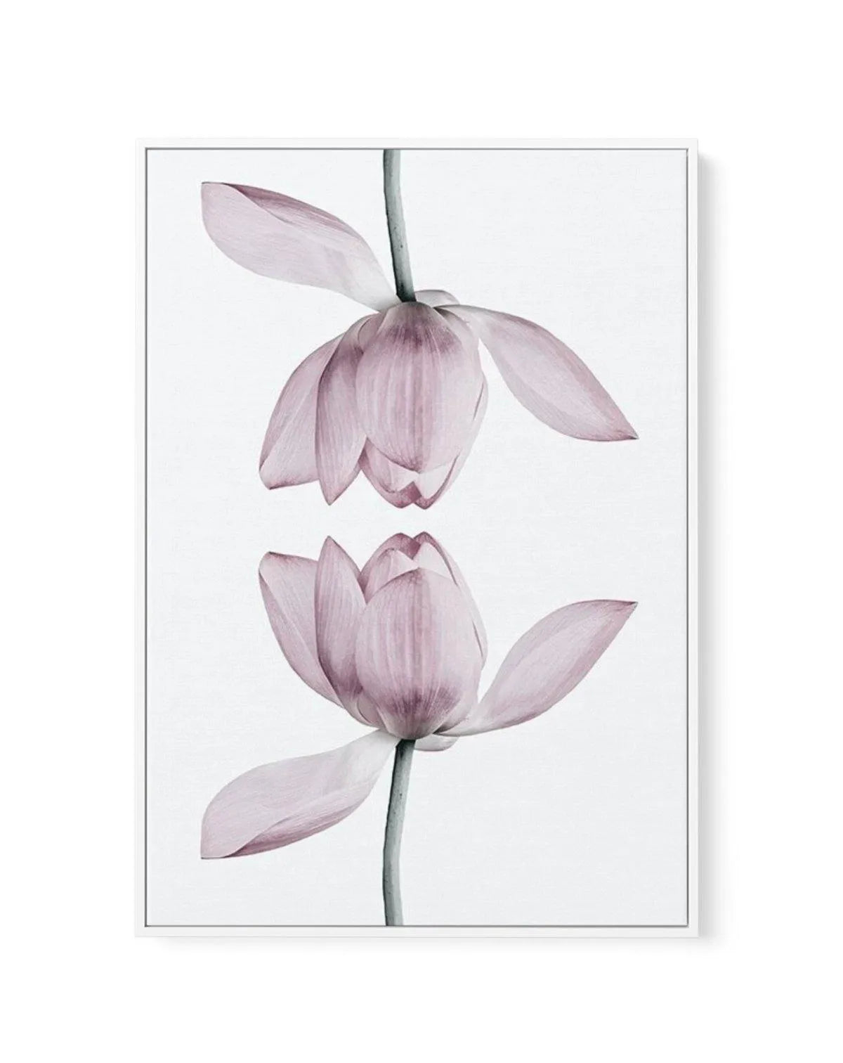 Lotus In Reflection | Framed Canvas-CANVAS-You can shop wall art online with Olive et Oriel for everything from abstract art to fun kids wall art. Our beautiful modern art prints and canvas art are available from large canvas prints to wall art paintings and our proudly Australian artwork collection offers only the highest quality framed large wall art and canvas art Australia - You can buy fashion photography prints or Hampton print posters and paintings on canvas from Olive et Oriel and have t