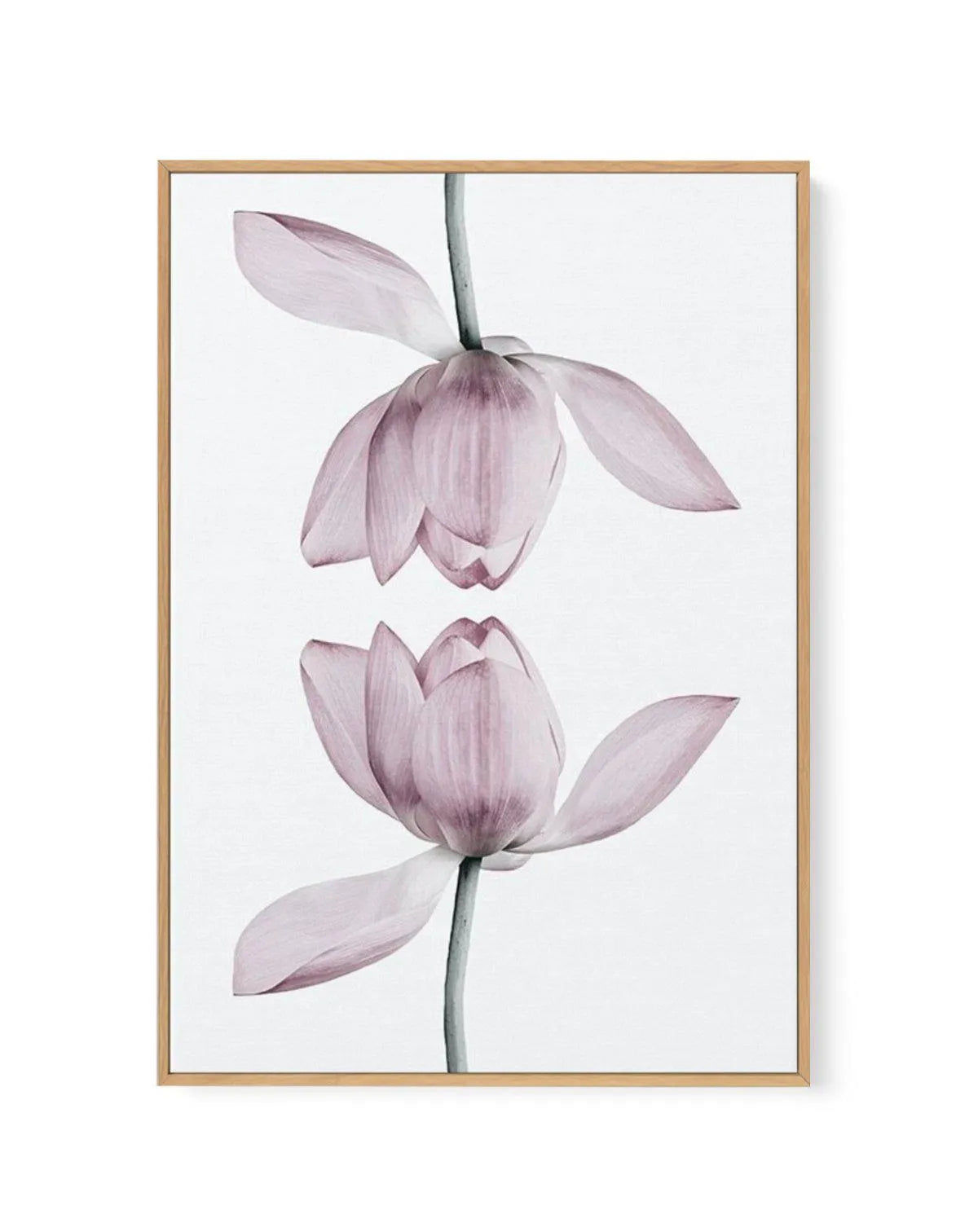 Lotus In Reflection | Framed Canvas-CANVAS-You can shop wall art online with Olive et Oriel for everything from abstract art to fun kids wall art. Our beautiful modern art prints and canvas art are available from large canvas prints to wall art paintings and our proudly Australian artwork collection offers only the highest quality framed large wall art and canvas art Australia - You can buy fashion photography prints or Hampton print posters and paintings on canvas from Olive et Oriel and have t