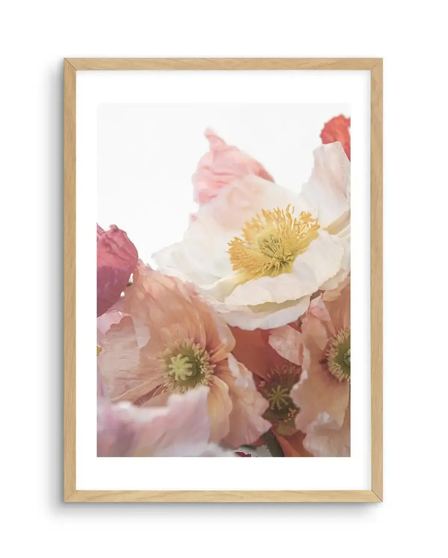 Photography art print featuring a close-up of delicate poppy flowers in shades of soft pink, white, and peach, with prominent yellow centers. The composition captures the translucent quality of the petals and the intricate details of the stamens, displayed in a natural oak frame with white border.