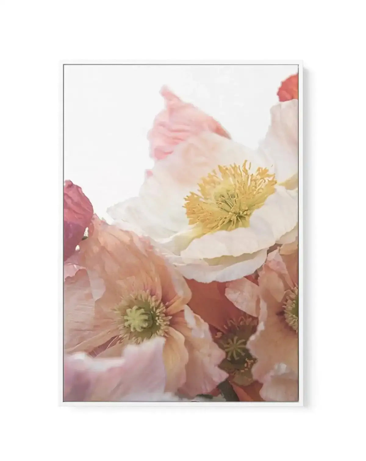 Luxe Poppy I | Framed Canvas-CANVAS-You can shop wall art online with Olive et Oriel for everything from abstract art to fun kids wall art. Our beautiful modern art prints and canvas art are available from large canvas prints to wall art paintings and our proudly Australian artwork collection offers only the highest quality framed large wall art and canvas art Australia - You can buy fashion photography prints or Hampton print posters and paintings on canvas from Olive et Oriel and have them del