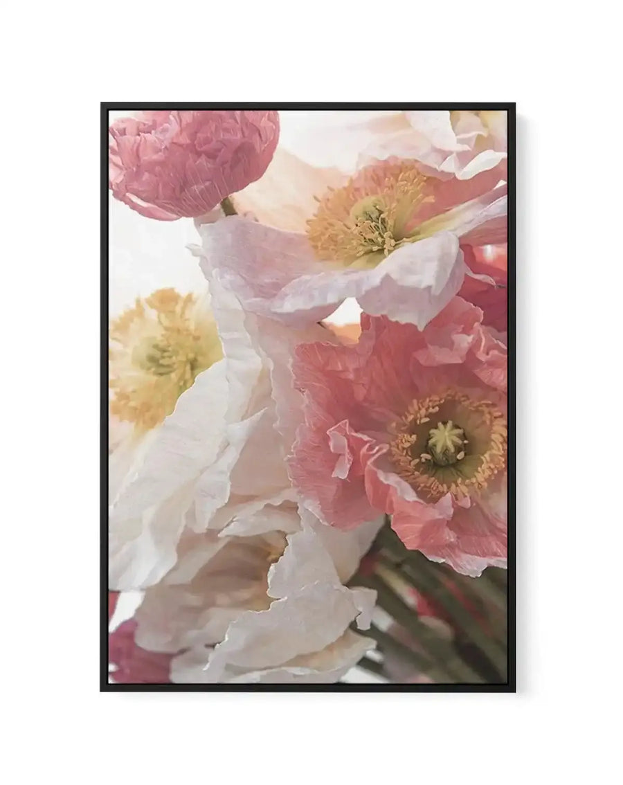 Framed canvas art print featuring close-up photograph of layered poppy flowers in soft, romantic tones. Composition includes full blooms in dusty rose, blush pink, cream white, and pale yellow with prominent golden-yellow stamens and green centers. Delicate, translucent petals overlap creating depth and dimension. Black frame with white border displayed against white background.