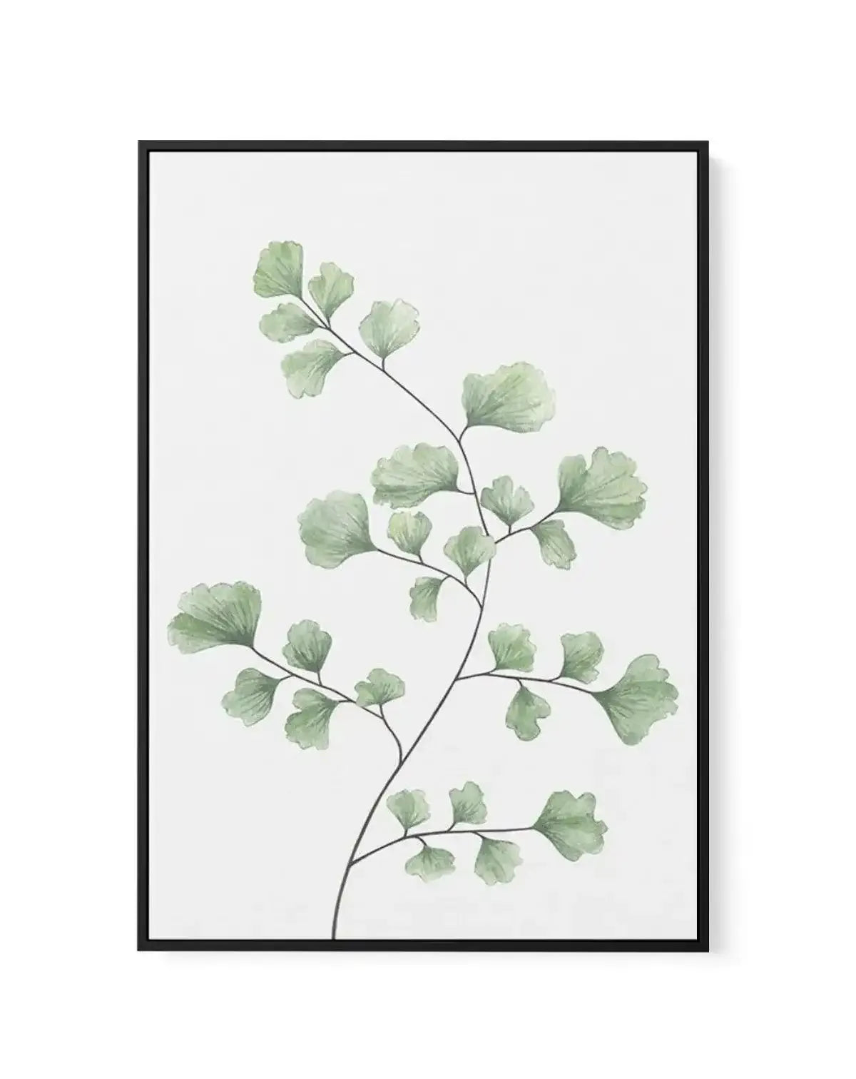 Maidenhair Fern I | Framed Canvas-CANVAS-You can shop wall art online with Olive et Oriel for everything from abstract art to fun kids wall art. Our beautiful modern art prints and canvas art are available from large canvas prints to wall art paintings and our proudly Australian artwork collection offers only the highest quality framed large wall art and canvas art Australia - You can buy fashion photography prints or Hampton print posters and paintings on canvas from Olive et Oriel and have the