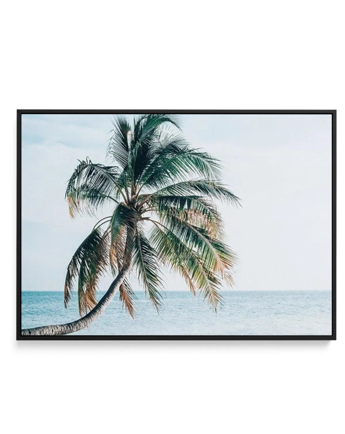 Maldivian Palm | LS | Framed Canvas-CANVAS-You can shop wall art online with Olive et Oriel for everything from abstract art to fun kids wall art. Our beautiful modern art prints and canvas art are available from large canvas prints to wall art paintings and our proudly Australian artwork collection offers only the highest quality framed large wall art and canvas art Australia - You can buy fashion photography prints or Hampton print posters and paintings on canvas from Olive et Oriel and have t