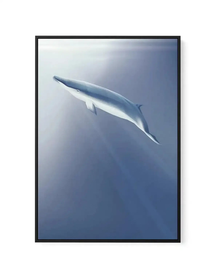 Minke | Graphic Whales Collection | Framed Canvas Art Print blue nature art print