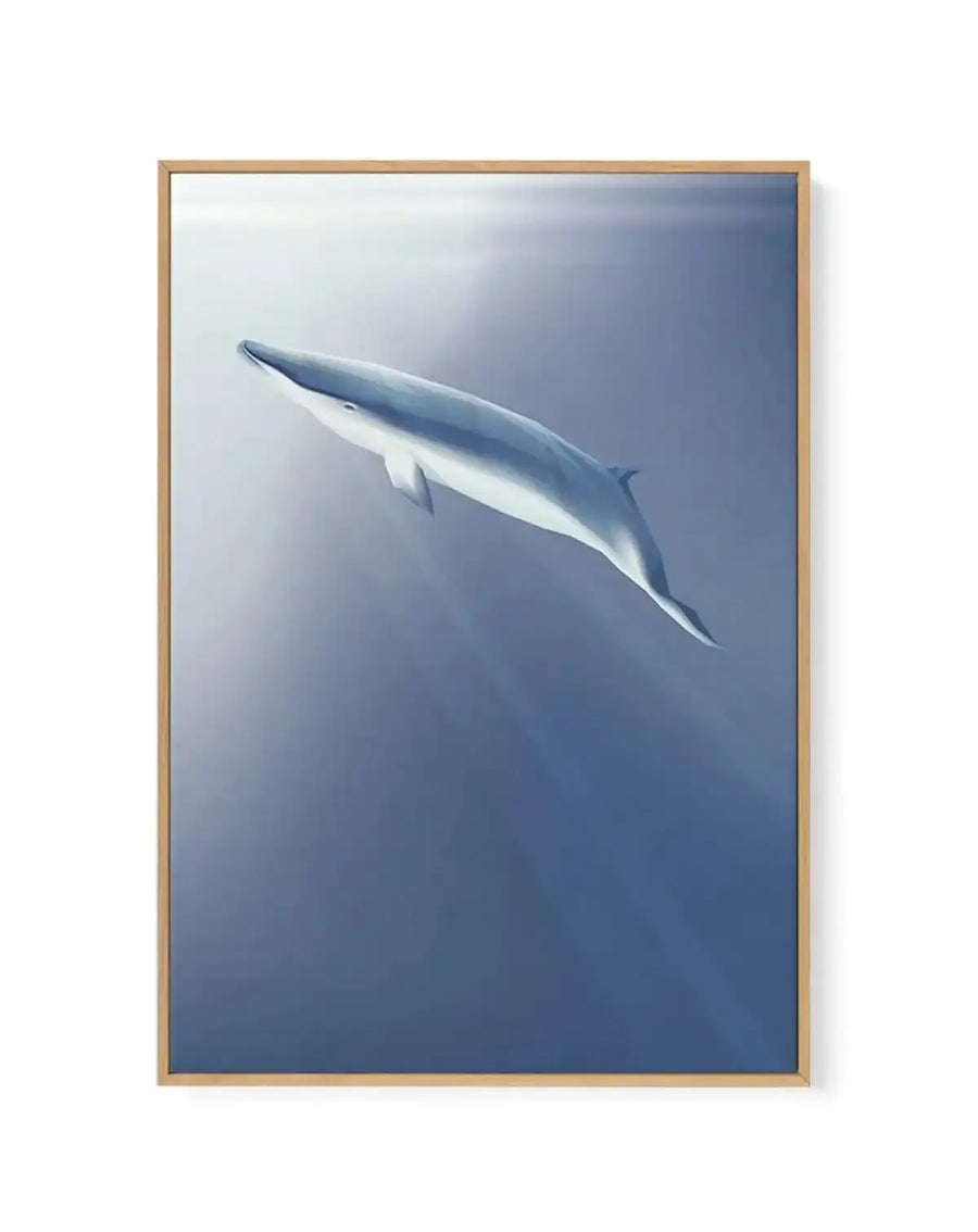 Minke | Graphic Whales Collection | Framed Canvas Art Print blue nature art print
