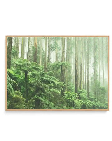 Framed canvas art print featuring a misty forest scene with tall eucalyptus trees in soft greens and whites, dense fern undergrowth in the foreground, and atmospheric fog obscuring the background. The photograph-style artwork has a serene, ethereal quality with muted sage and olive tones. Natural timber frame with visible wood grain.