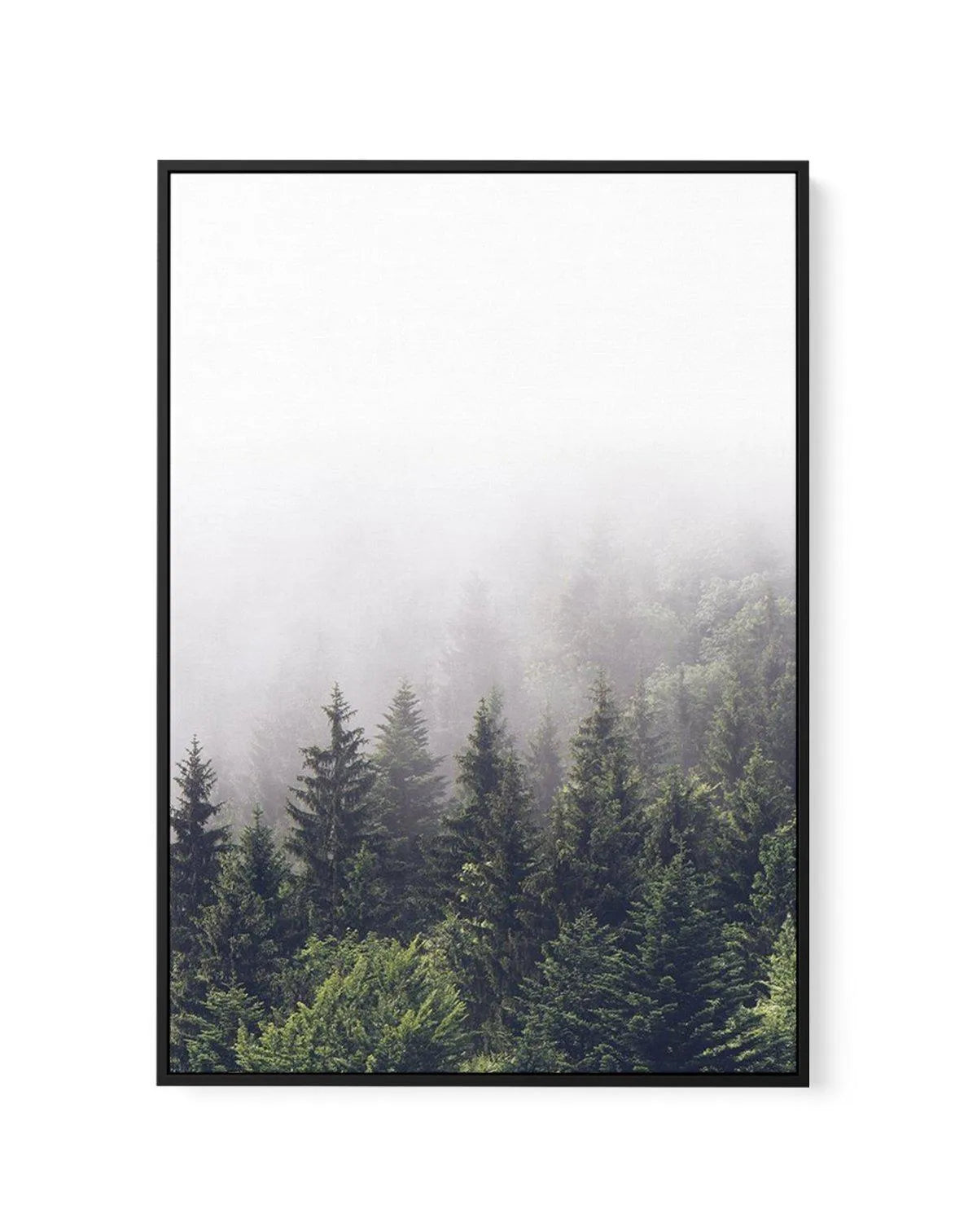 Misty Forest PT | Framed Canvas-CANVAS-You can shop wall art online with Olive et Oriel for everything from abstract art to fun kids wall art. Our beautiful modern art prints and canvas art are available from large canvas prints to wall art paintings and our proudly Australian artwork collection offers only the highest quality framed large wall art and canvas art Australia - You can buy fashion photography prints or Hampton print posters and paintings on canvas from Olive et Oriel and have them 