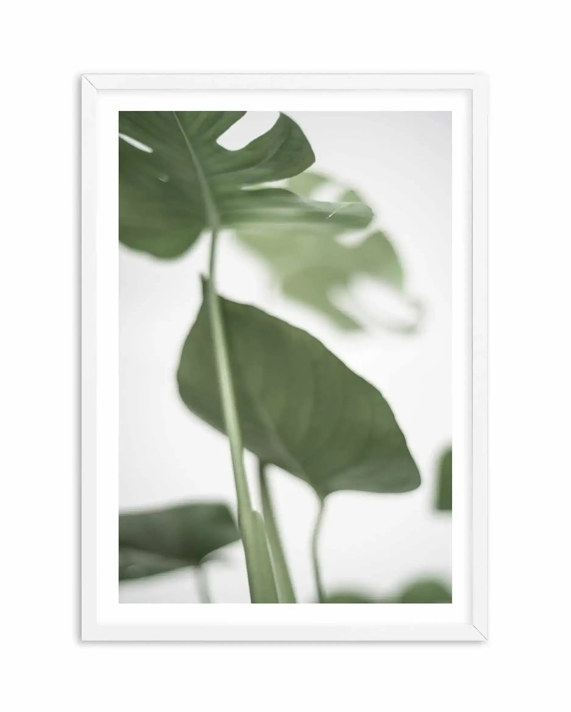 Monstera II Art Print-PRINT-Olive et Oriel-Olive et Oriel-A4 | 8.3" x 11.7" | 21 x 29.7cm-White-With White Border-Buy-Australian-Art-Prints-Online-with-Olive-et-Oriel-Your-Artwork-Specialists-Austrailia-Decorate-With-Coastal-Photo-Wall-Art-Prints-From-Our-Beach-House-Artwork-Collection-Fine-Poster-and-Framed-Artwork