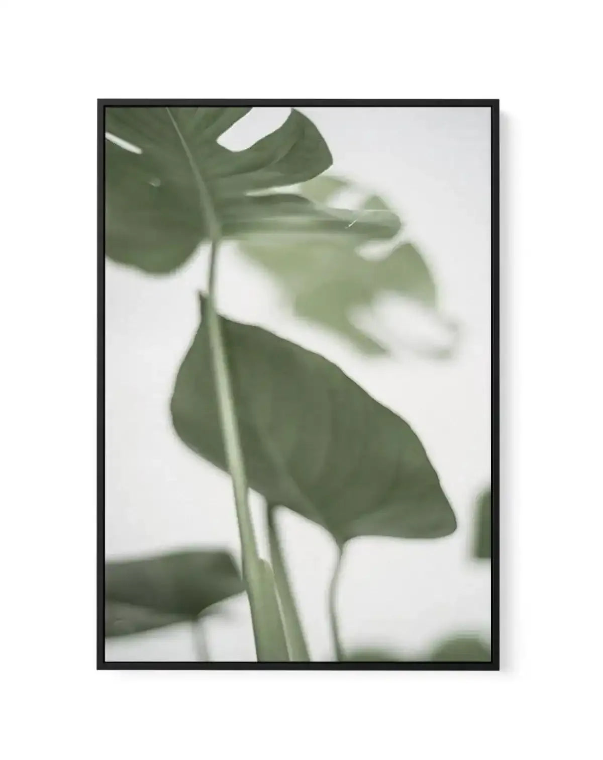 Monstera II | Framed Canvas-CANVAS-You can shop wall art online with Olive et Oriel for everything from abstract art to fun kids wall art. Our beautiful modern art prints and canvas art are available from large canvas prints to wall art paintings and our proudly Australian artwork collection offers only the highest quality framed large wall art and canvas art Australia - You can buy fashion photography prints or Hampton print posters and paintings on canvas from Olive et Oriel and have them deli