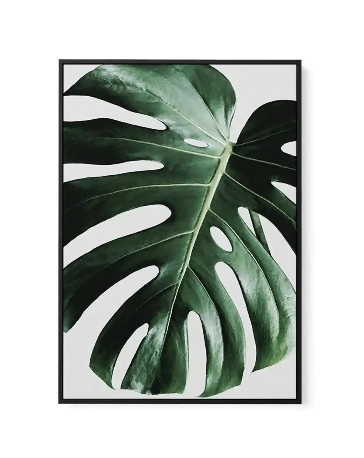 Monstera | On Grey | Framed Canvas-CANVAS-You can shop wall art online with Olive et Oriel for everything from abstract art to fun kids wall art. Our beautiful modern art prints and canvas art are available from large canvas prints to wall art paintings and our proudly Australian artwork collection offers only the highest quality framed large wall art and canvas art Australia - You can buy fashion photography prints or Hampton print posters and paintings on canvas from Olive et Oriel and have th