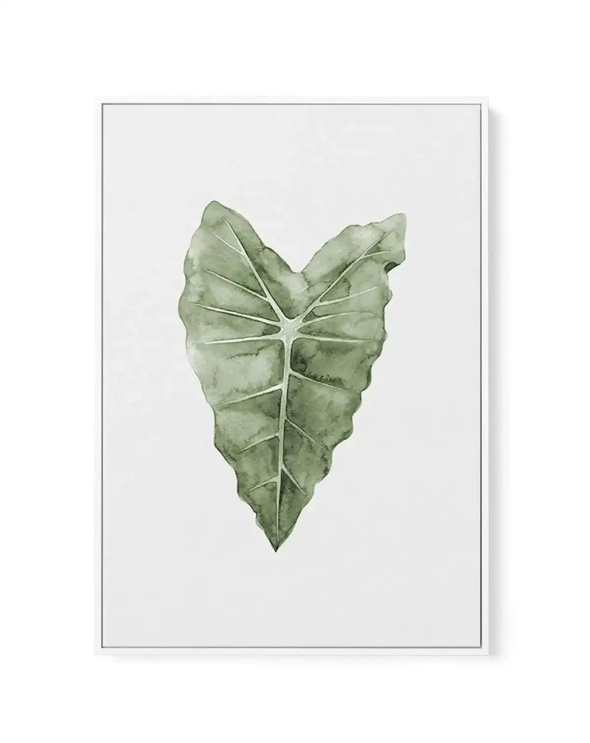 Monstera Siltepecana | Framed Canvas-CANVAS-You can shop wall art online with Olive et Oriel for everything from abstract art to fun kids wall art. Our beautiful modern art prints and canvas art are available from large canvas prints to wall art paintings and our proudly Australian artwork collection offers only the highest quality framed large wall art and canvas art Australia - You can buy fashion photography prints or Hampton print posters and paintings on canvas from Olive et Oriel and have 