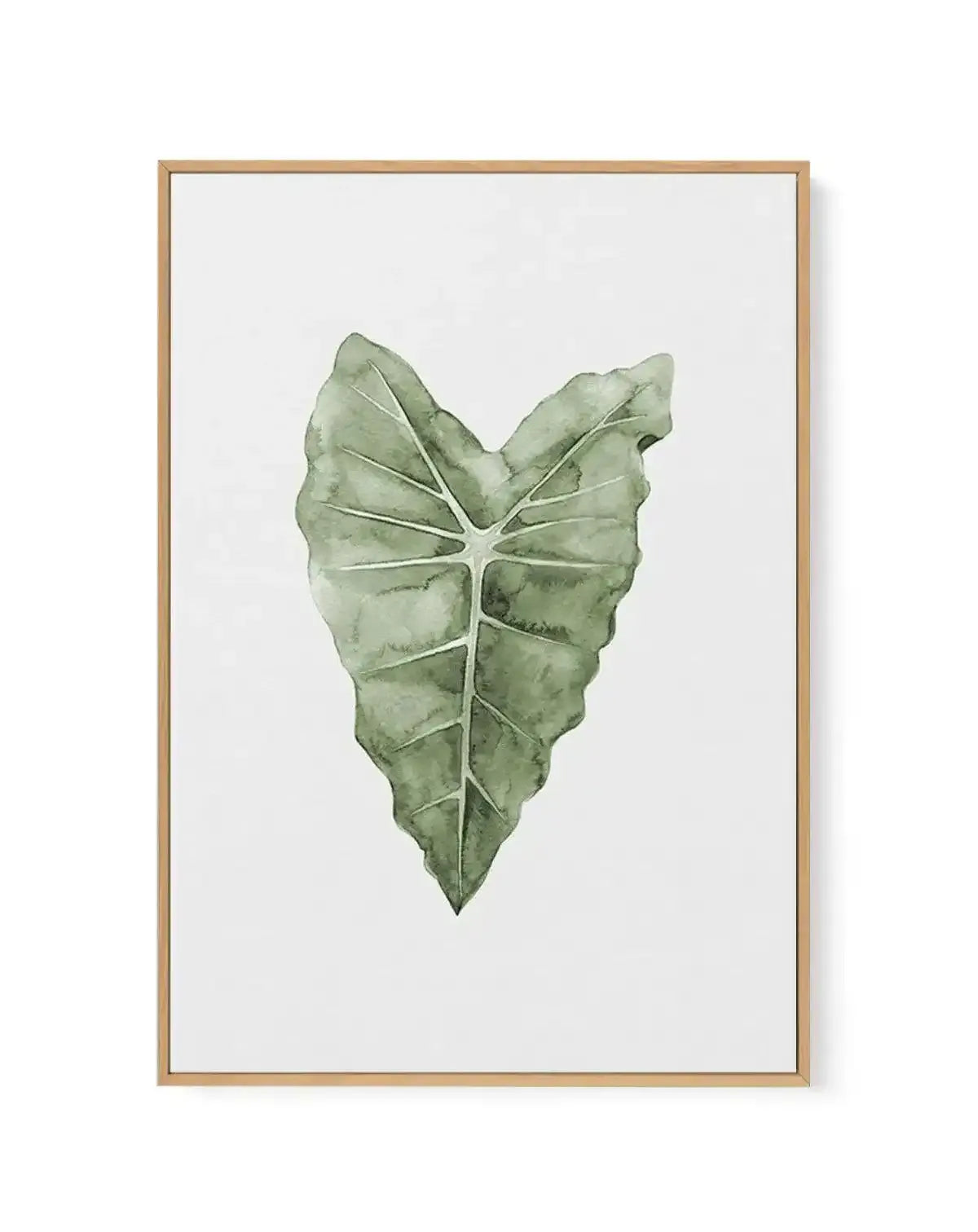 Monstera Siltepecana | Framed Canvas-CANVAS-You can shop wall art online with Olive et Oriel for everything from abstract art to fun kids wall art. Our beautiful modern art prints and canvas art are available from large canvas prints to wall art paintings and our proudly Australian artwork collection offers only the highest quality framed large wall art and canvas art Australia - You can buy fashion photography prints or Hampton print posters and paintings on canvas from Olive et Oriel and have 