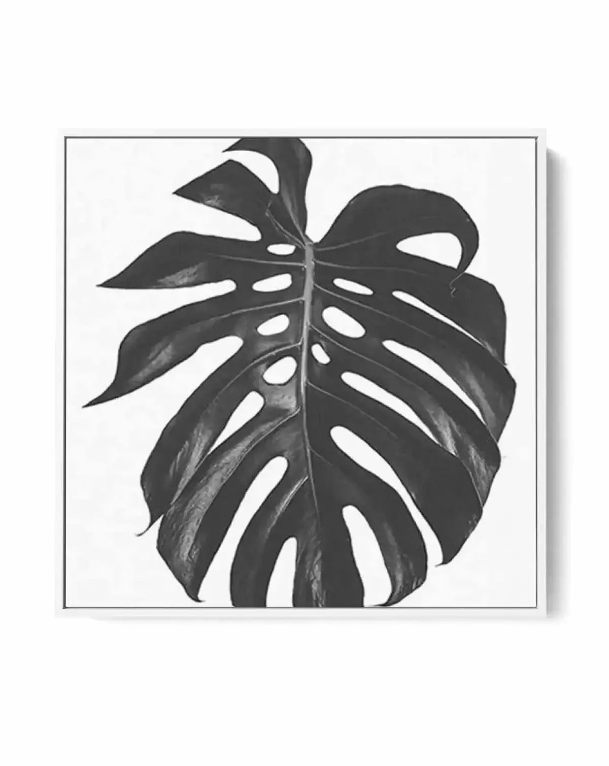 Monstera SQ | Framed Canvas-CANVAS-You can shop wall art online with Olive et Oriel for everything from abstract art to fun kids wall art. Our beautiful modern art prints and canvas art are available from large canvas prints to wall art paintings and our proudly Australian artwork collection offers only the highest quality framed large wall art and canvas art Australia - You can buy fashion photography prints or Hampton print posters and paintings on canvas from Olive et Oriel and have them deli