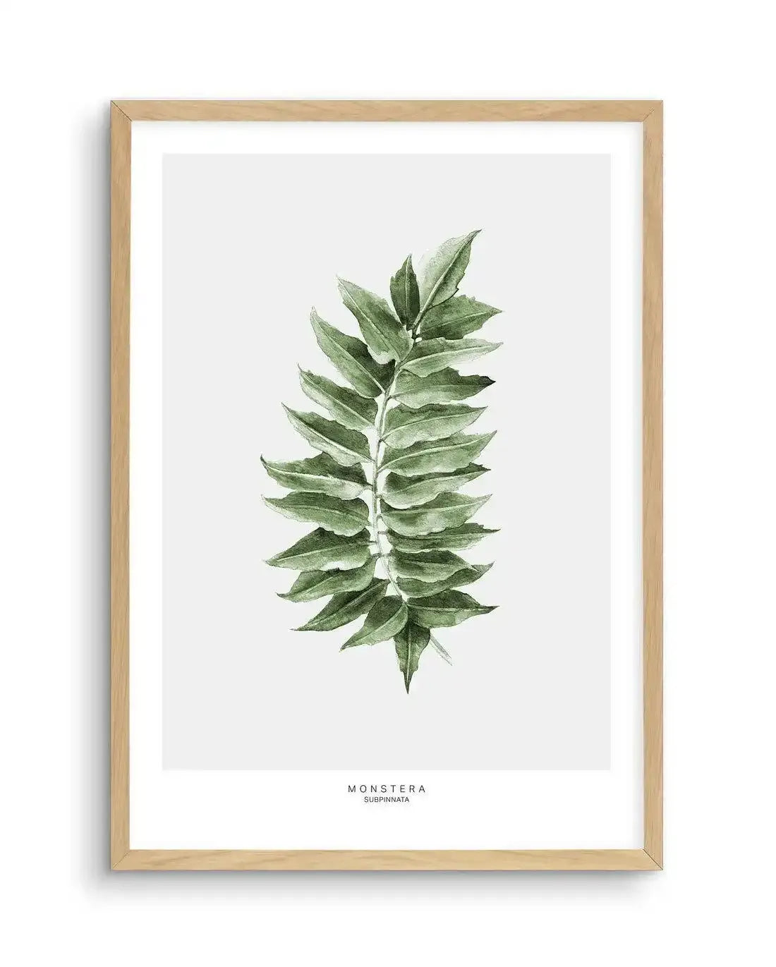 Monstera Subpinatta Palm Art Print-PRINT-Olive et Oriel-Olive et Oriel-A5 | 5.8" x 8.3" | 14.8 x 21cm-Oak-With White Border-Buy-Australian-Art-Prints-Online-with-Olive-et-Oriel-Your-Artwork-Specialists-Austrailia-Decorate-With-Coastal-Photo-Wall-Art-Prints-From-Our-Beach-House-Artwork-Collection-Fine-Poster-and-Framed-Artwork