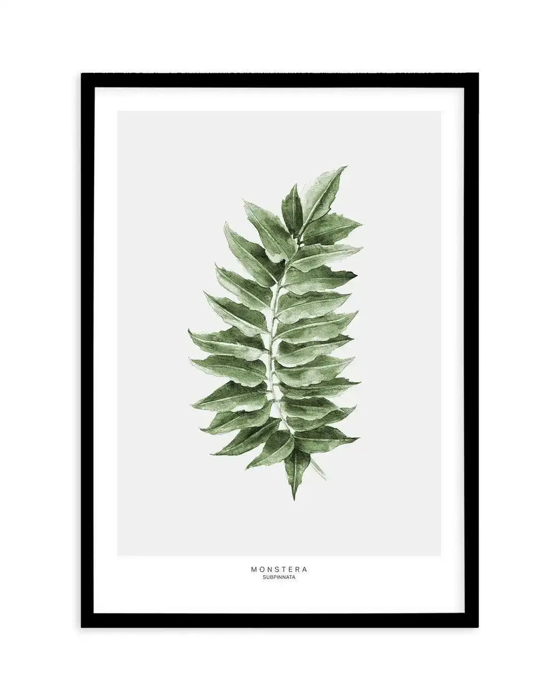 Monstera Subpinatta Palm Art Print-PRINT-Olive et Oriel-Olive et Oriel-A5 | 5.8" x 8.3" | 14.8 x 21cm-Black-With White Border-Buy-Australian-Art-Prints-Online-with-Olive-et-Oriel-Your-Artwork-Specialists-Austrailia-Decorate-With-Coastal-Photo-Wall-Art-Prints-From-Our-Beach-House-Artwork-Collection-Fine-Poster-and-Framed-Artwork