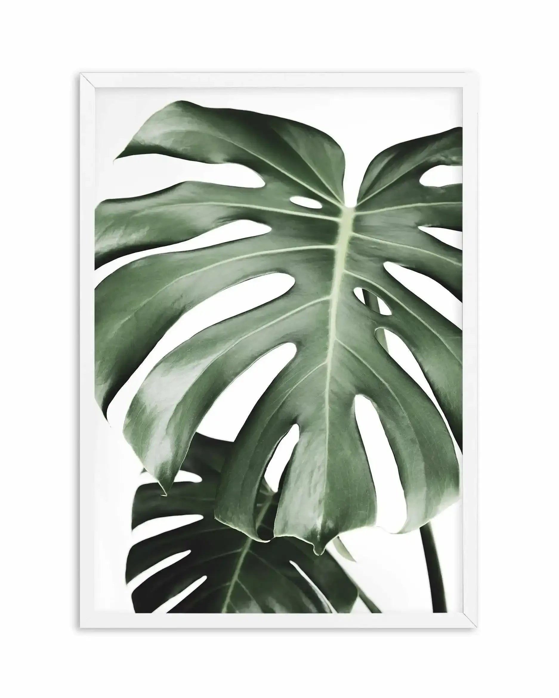 Monstera X Two Art Print-PRINT-Olive et Oriel-Olive et Oriel-A5 | 5.8" x 8.3" | 14.8 x 21cm-White-With White Border-Buy-Australian-Art-Prints-Online-with-Olive-et-Oriel-Your-Artwork-Specialists-Austrailia-Decorate-With-Coastal-Photo-Wall-Art-Prints-From-Our-Beach-House-Artwork-Collection-Fine-Poster-and-Framed-Artwork