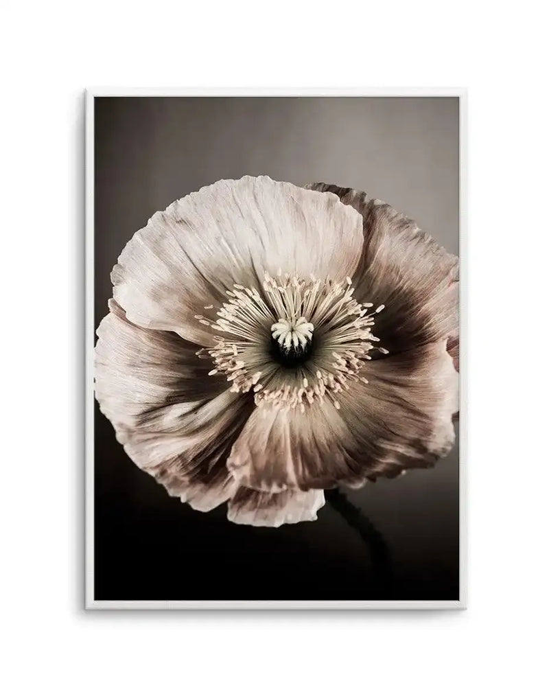 Framed art print featuring a close-up photographic image of a pale cream and taupe poppy flower with delicate, ruffled petals against a dark gray background. The flower is centered in the composition, displaying intricate details of its dark stamens and pale stamen filaments. The print is mounted in a white frame with a white border. The soft, muted color palette and dramatic lighting create a moody, contemplative atmosphere.
