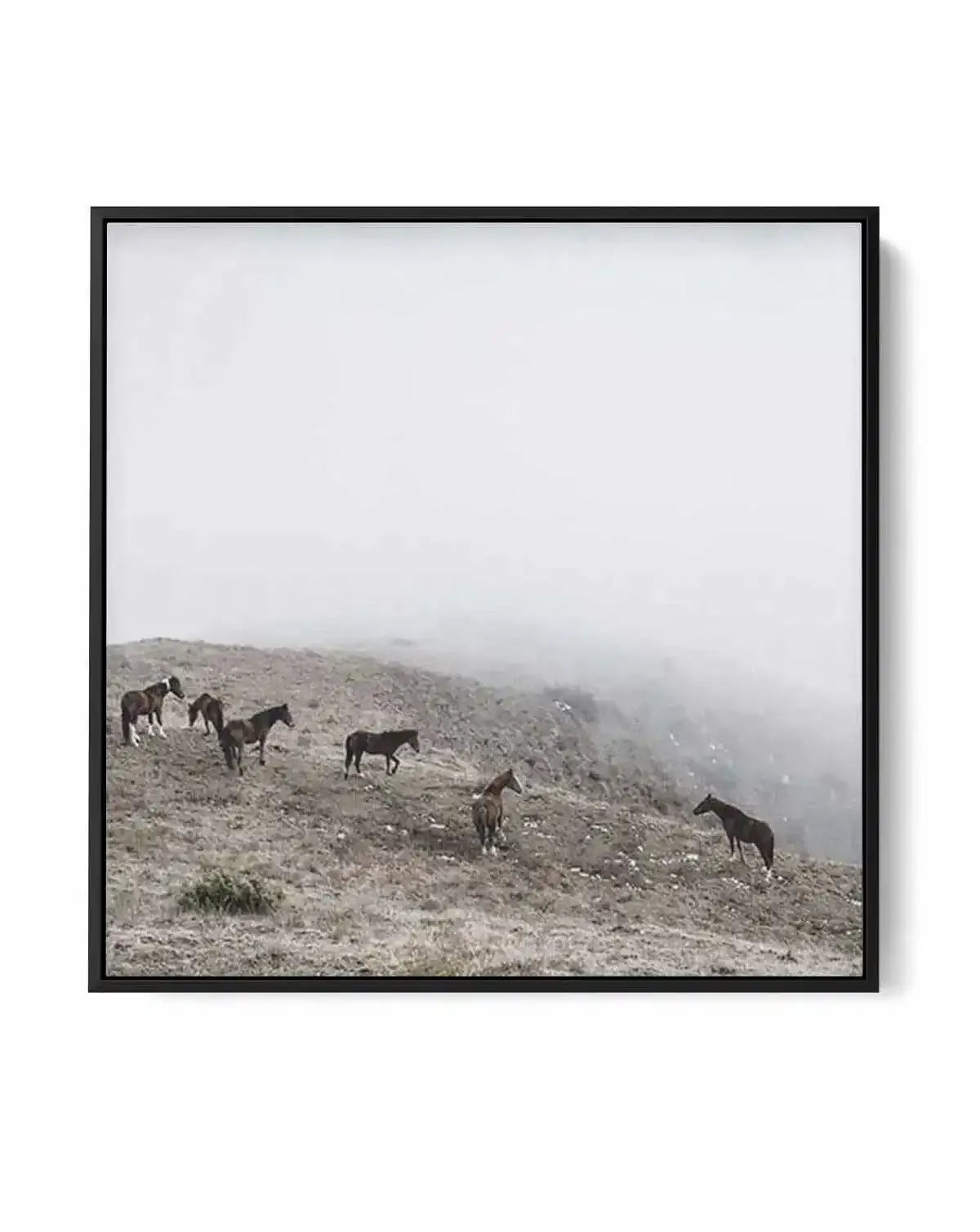 Mountain Horses SQ | Framed Canvas-CANVAS-You can shop wall art online with Olive et Oriel for everything from abstract art to fun kids wall art. Our beautiful modern art prints and canvas art are available from large canvas prints to wall art paintings and our proudly Australian artwork collection offers only the highest quality framed large wall art and canvas art Australia - You can buy fashion photography prints or Hampton print posters and paintings on canvas from Olive et Oriel and have th