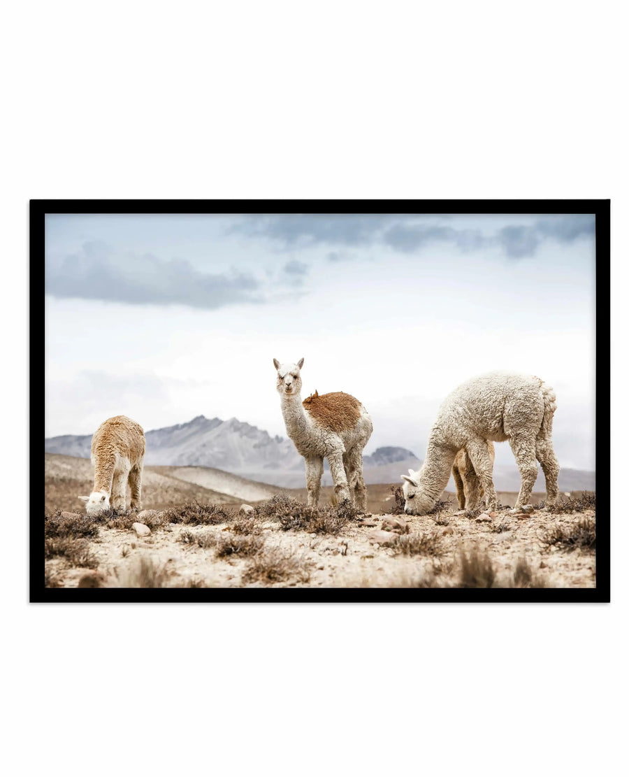 Framed photograph of three alpacas grazing in a dry, mountainous landscape, with a black frame and white border. The alpaca on the left is light brown, the middle one is white with a brown patch on its back, and the one on the right is white. The ground is covered in sparse, dry vegetation and small rocks, with hazy mountains in the background under a cloudy sky.