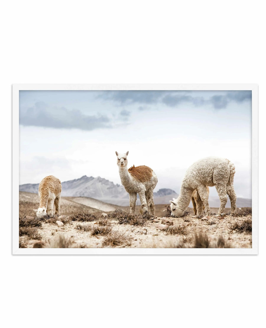 Framed photography art print of three alpacas grazing in a dry, mountainous landscape under an overcast sky, with a white frame and white border. The alpaca on the left is light brown, the middle one is white with a brown patch on its back and is looking at the viewer, and the one on the right is white and has its head down.