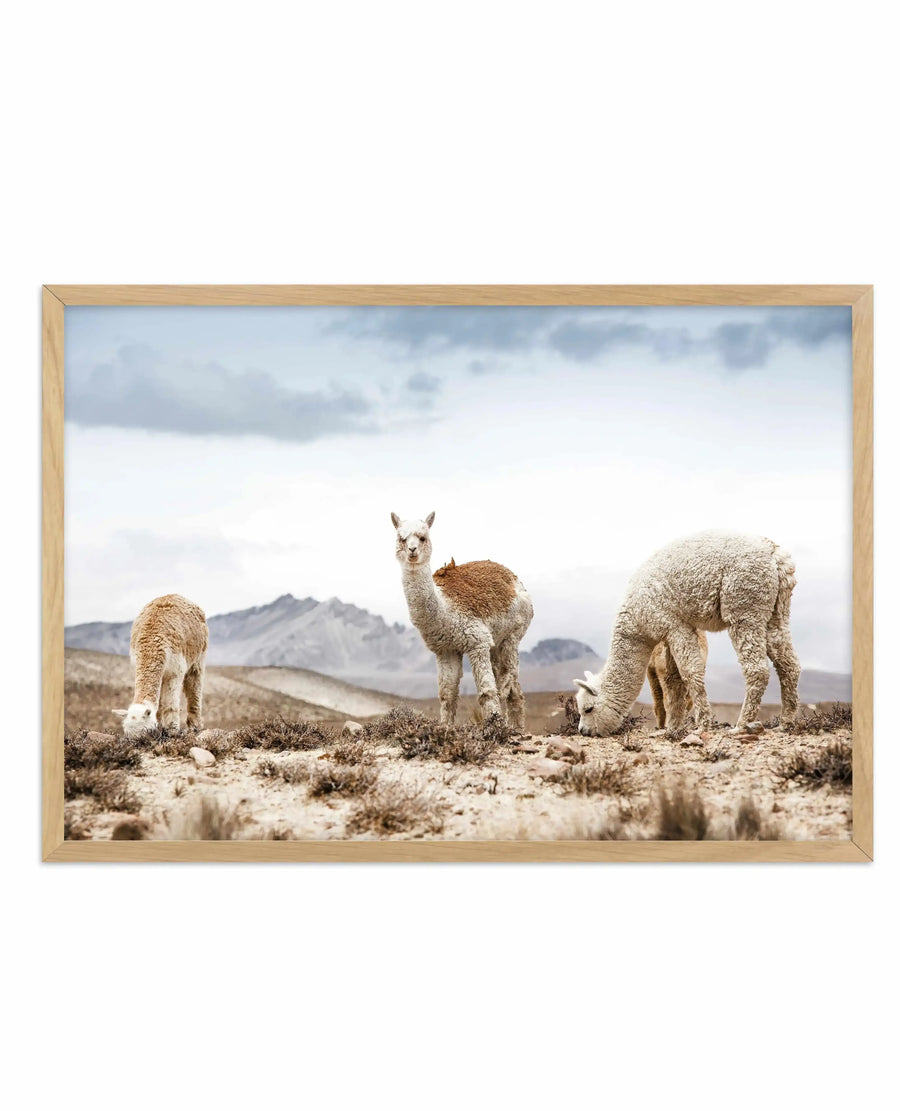 Framed photography art print of three llamas grazing in a dry, mountainous landscape under an overcast sky, with a natural oak frame and white border. The central llama, with a brown patch on its back, looks towards the viewer.