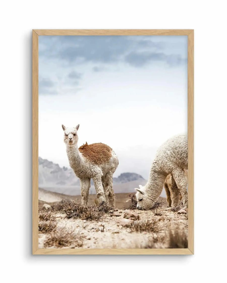 Framed photograph of two alpacas in a dry, mountainous landscape, displayed in a natural oak frame with white border. One alpaca, with white and brown wool, stands facing the viewer in the foreground, while another white alpaca grazes with its head down on the right. The background features hazy mountains under a cloudy sky.