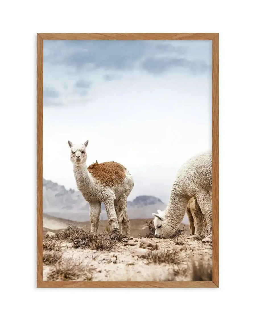 Framed art print featuring a photograph of three llamas in a high-altitude desert landscape. The central llama faces the camera with a gentle expression, while two others graze beside it. The terrain is sparse with rocky ground and low vegetation, with snow-capped mountain peaks visible in the misty background under a cloudy sky. The image has warm, natural tones in cream, tan, and brown. Presented in a light wood frame with white border.