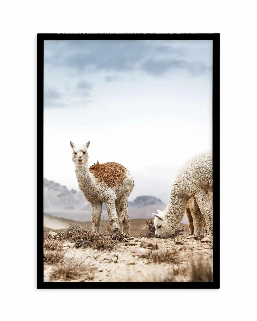 Framed art print featuring a color photograph of two llamas in a high-altitude desert landscape. The llama in focus stands centered, gazing directly at the viewer with a gentle expression, its cream and brown wool clearly textured. A second llama grazes on the right side. Sparse, low desert vegetation and rocky terrain surround them, with snow-capped mountains visible in the soft, hazy background under an overcast sky with blue-grey clouds. The photograph is mounted in a black frame with a white border.