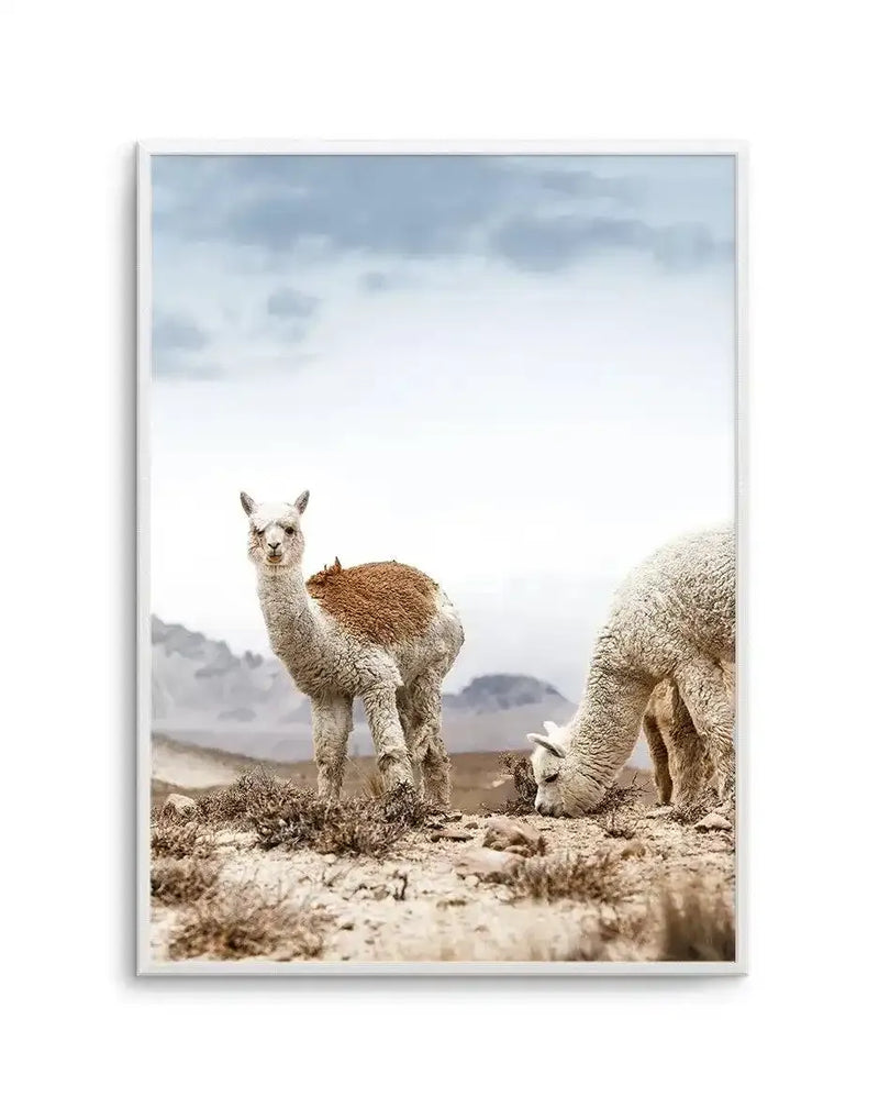 Framed art print featuring a photograph of three llamas in a high-altitude desert landscape. The central llama stands alert facing the camera with a brown and white coat, while two cream-colored llamas graze on sparse, dry vegetation in the foreground. Distant mountains and an overcast sky with grey-blue clouds fill the background. The photograph has a soft, natural color palette of whites, tans, and browns against muted earth tones. Displayed in a silver-grey frame with white border.