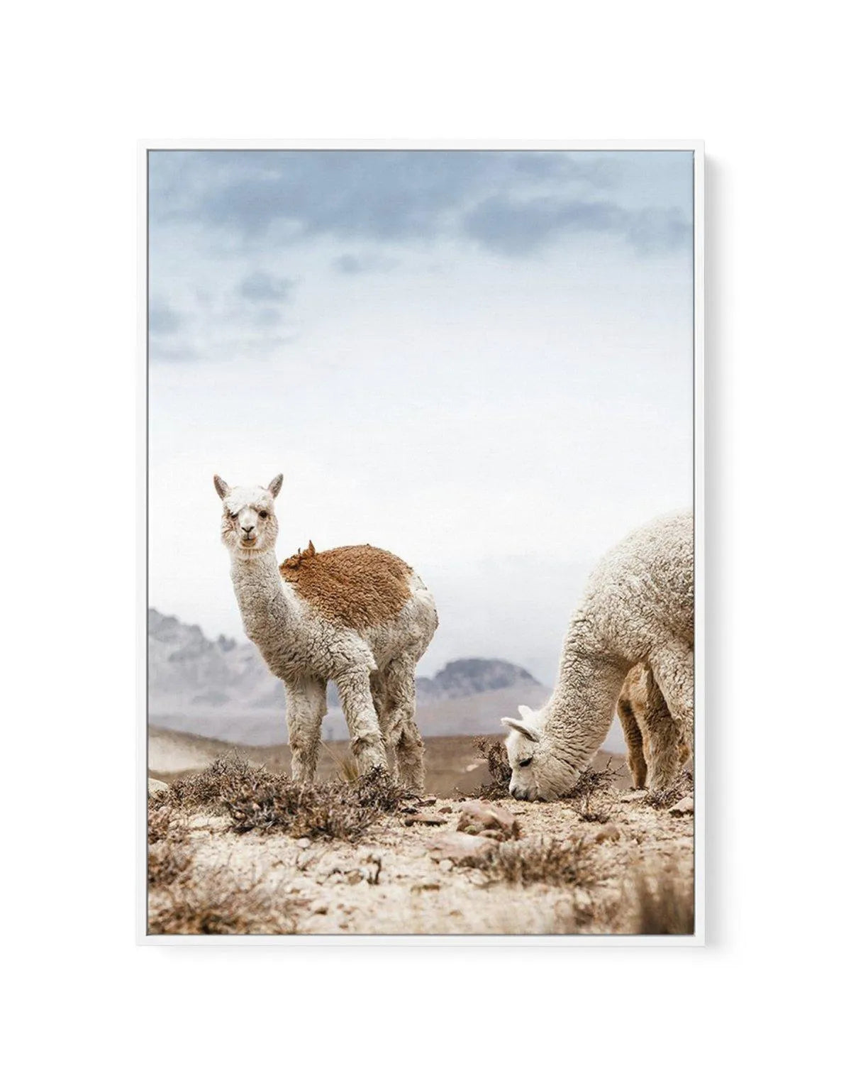 Mountain Llamas | PT | Framed Canvas-CANVAS-You can shop wall art online with Olive et Oriel for everything from abstract art to fun kids wall art. Our beautiful modern art prints and canvas art are available from large canvas prints to wall art paintings and our proudly Australian artwork collection offers only the highest quality framed large wall art and canvas art Australia - You can buy fashion photography prints or Hampton print posters and paintings on canvas from Olive et Oriel and have 