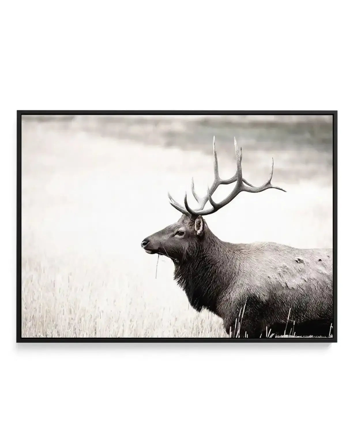 Mountain Stag | LS | Framed Canvas-CANVAS-You can shop wall art online with Olive et Oriel for everything from abstract art to fun kids wall art. Our beautiful modern art prints and canvas art are available from large canvas prints to wall art paintings and our proudly Australian artwork collection offers only the highest quality framed large wall art and canvas art Australia - You can buy fashion photography prints or Hampton print posters and paintings on canvas from Olive et Oriel and have th