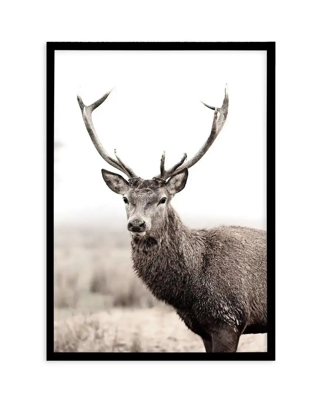 Mountain Stag | PT Art Print-PRINT-Olive et Oriel-Olive et Oriel-A5 | 5.8" x 8.3" | 14.8 x 21cm-Black-With White Border-Buy-Australian-Art-Prints-Online-with-Olive-et-Oriel-Your-Artwork-Specialists-Austrailia-Decorate-With-Coastal-Photo-Wall-Art-Prints-From-Our-Beach-House-Artwork-Collection-Fine-Poster-and-Framed-Artwork