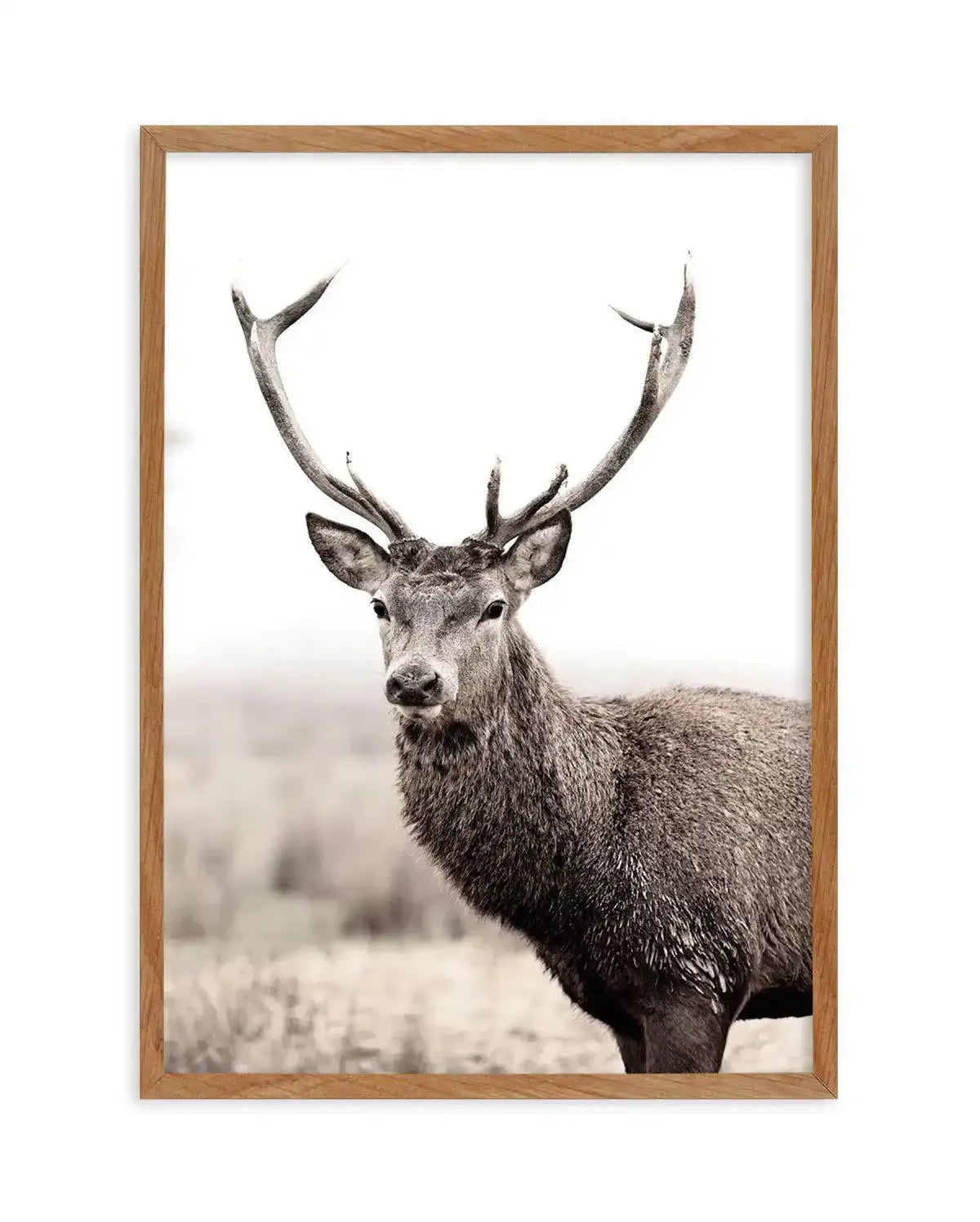 Mountain Stag | PT Art Print-PRINT-Olive et Oriel-Olive et Oriel-50x70 cm | 19.6" x 27.5"-Walnut-With White Border-Buy-Australian-Art-Prints-Online-with-Olive-et-Oriel-Your-Artwork-Specialists-Austrailia-Decorate-With-Coastal-Photo-Wall-Art-Prints-From-Our-Beach-House-Artwork-Collection-Fine-Poster-and-Framed-Artwork