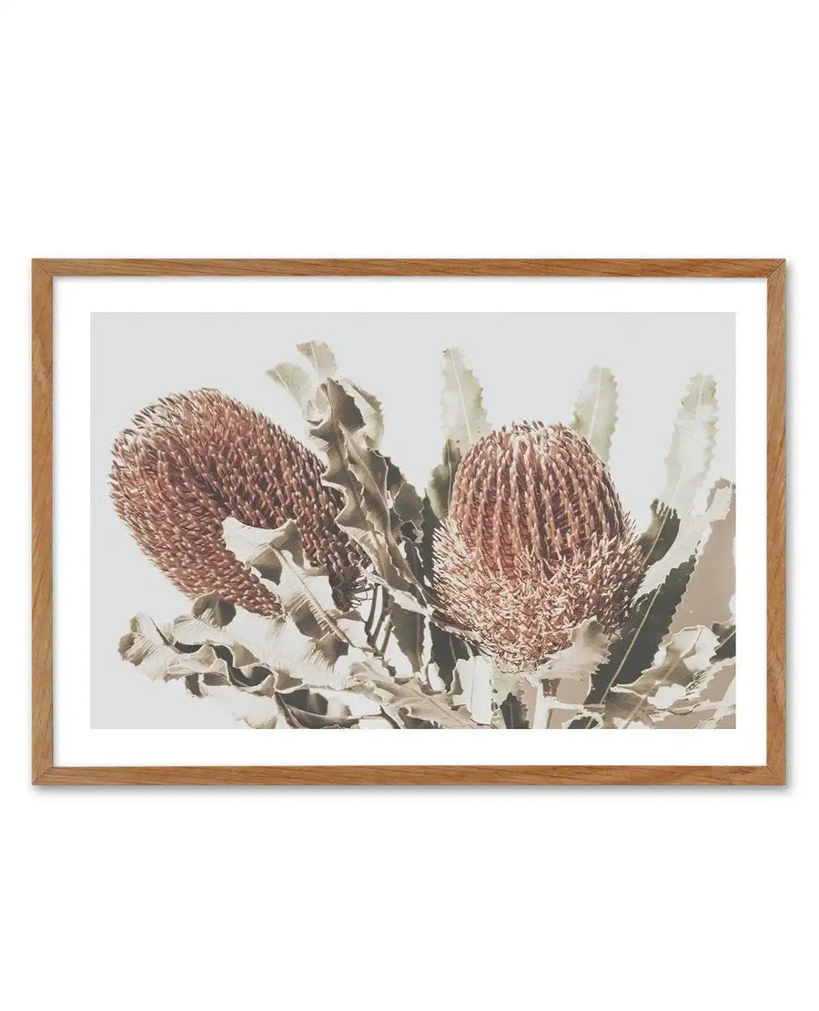 Framed art print featuring two dusty rose-coloured Banksia flower heads with dense, cone-like blooms, displayed against pale green upright stems and grey-green foliage on a soft grey background. The botanical illustration uses muted, natural tones with watercolour-style rendering, creating soft edges and subtle texture throughout. The artwork is presented in a natural timber frame with a white border.