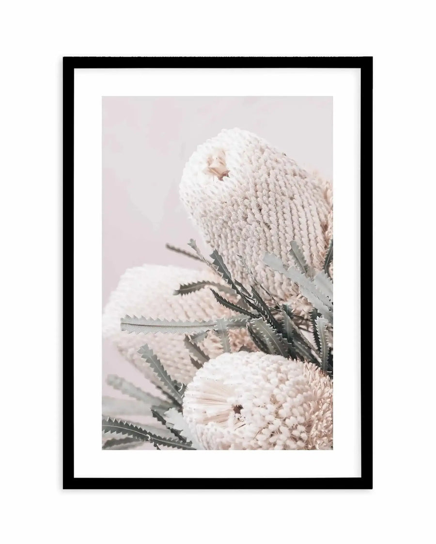 Framed art print featuring a close-up photograph of three pale blush and cream Banksia flowers with densely textured, cone-shaped blooms. Dark green serrated leaves are visible between the flowers against a soft, muted background in dusty rose and grey tones. The photograph has a soft, natural quality with delicate color gradations. The print is presented in a black frame with a white border.