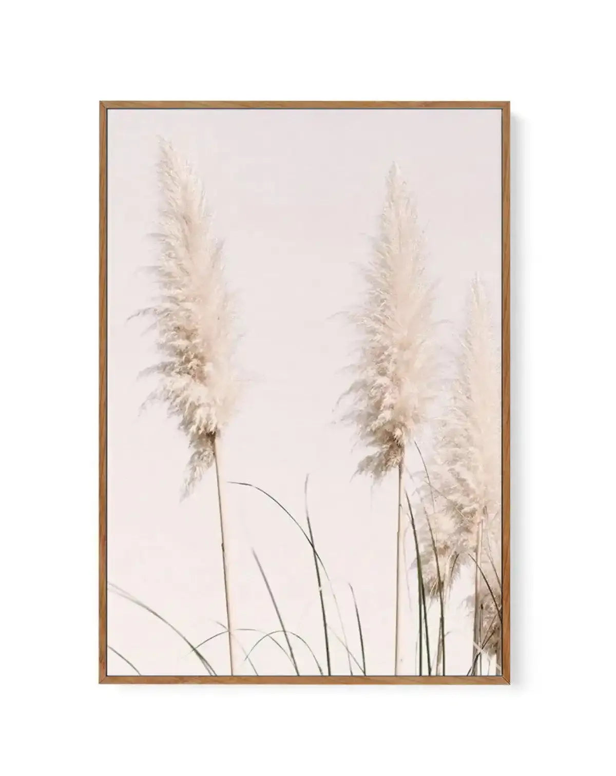 Nude Pampas II | Framed Canvas-CANVAS-You can shop wall art online with Olive et Oriel for everything from abstract art to fun kids wall art. Our beautiful modern art prints and canvas art are available from large canvas prints to wall art paintings and our proudly Australian artwork collection offers only the highest quality framed large wall art and canvas art Australia - You can buy fashion photography prints or Hampton print posters and paintings on canvas from Olive et Oriel and have them d