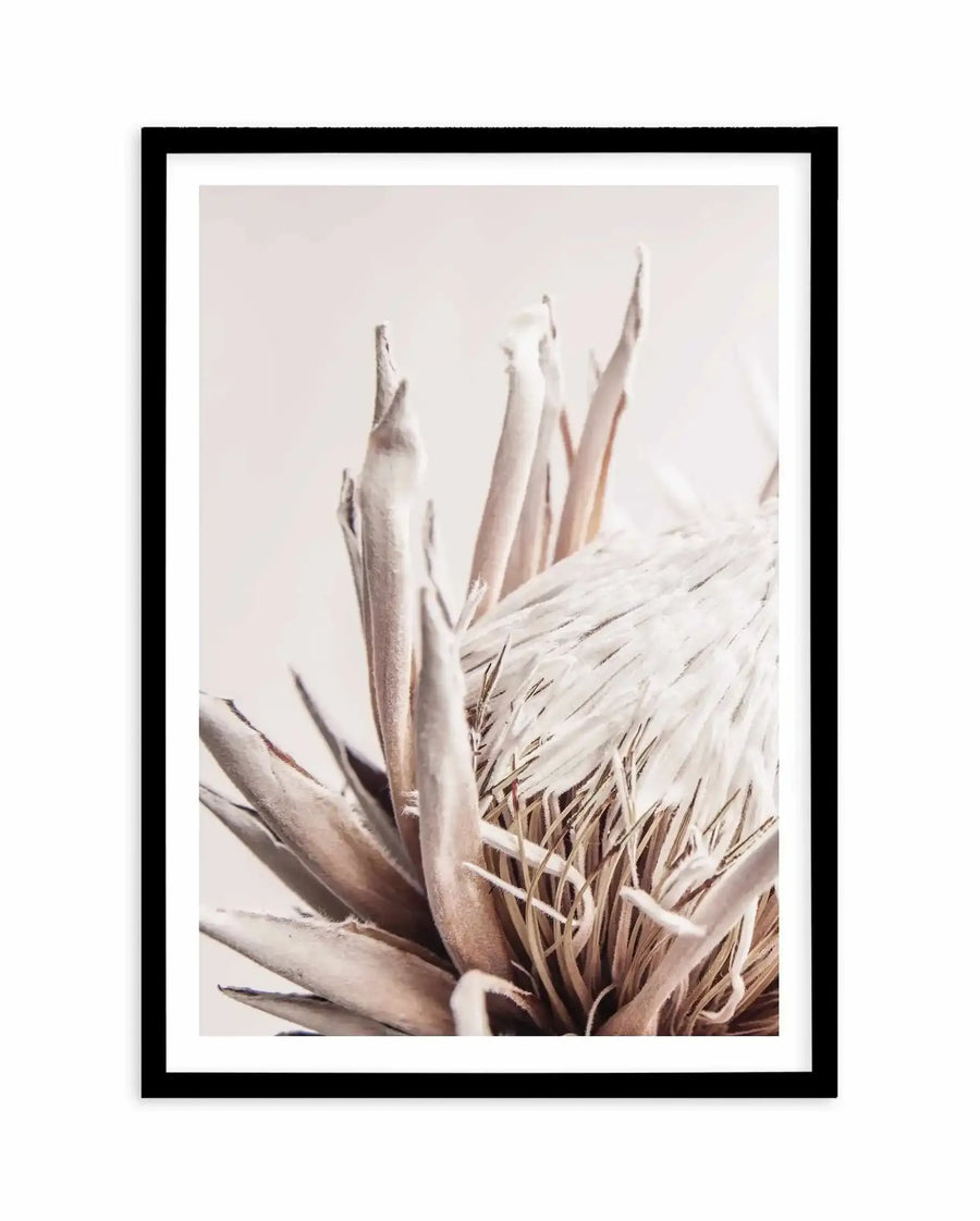 Framed art print of a beige protea flower against a soft, neutral background. The botanical illustration features elongated pale cream and dusty rose petals reaching upward, with fine, wispy textured leaves in muted tan and brown tones at the base. The artwork has a soft, watercolor-like quality with subtle gradient shading. The print is displayed in a black frame with a white border.