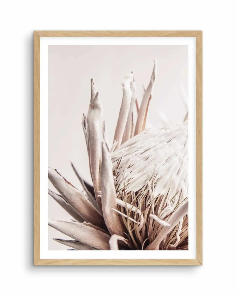 Framed art print of a beige protea flower against a soft, neutral background. The botanical artwork features the flower's distinctive layered petals in warm taupe and cream tones, with elongated pointed buds reaching upward. Fine details show delicate stamens and textured leaves in muted earth tones. The print is mounted in a natural wood frame with white border. Soft, botanical illustration style with gentle lighting that creates subtle dimension and depth.