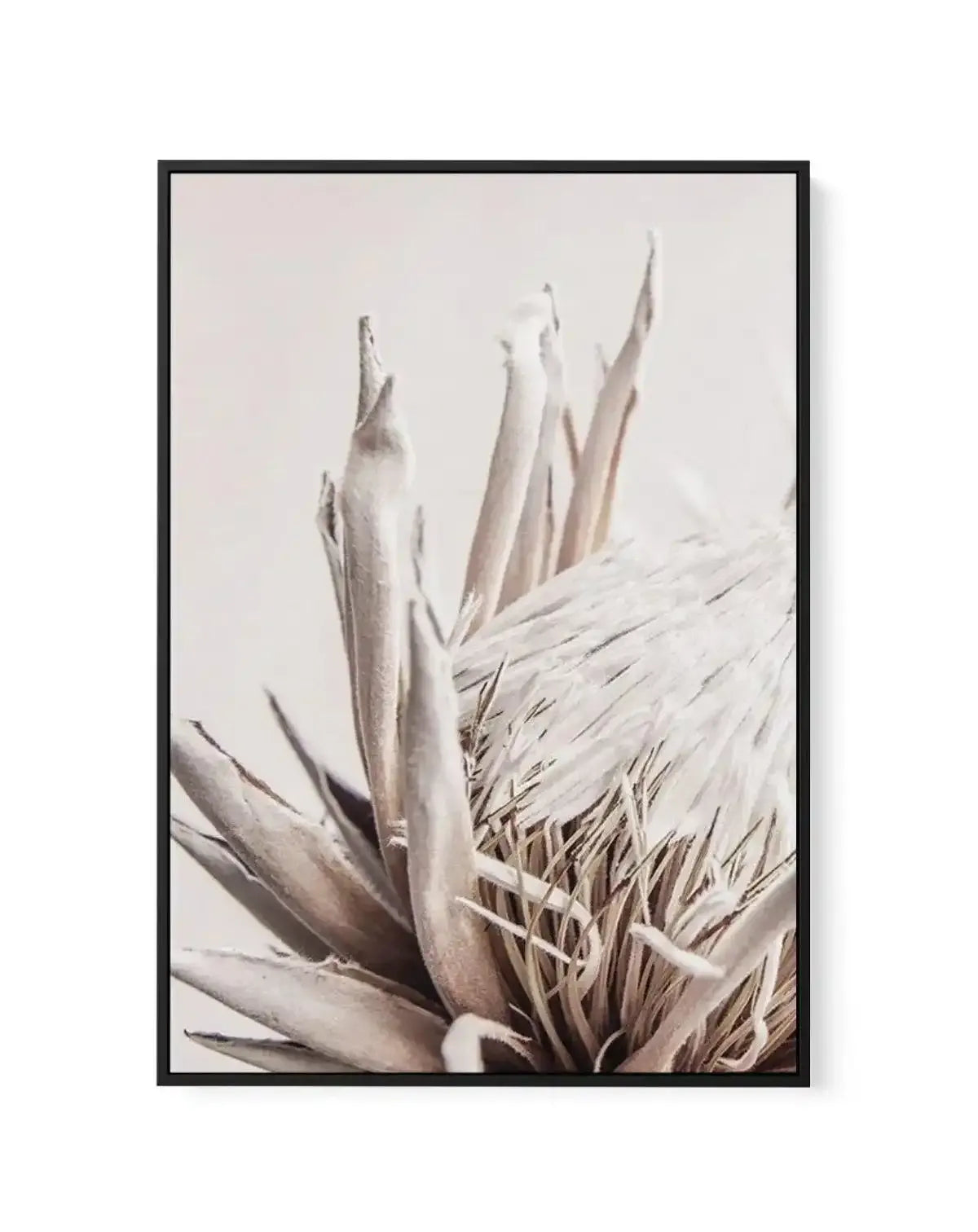Nude Protea | PT | Framed Canvas-CANVAS-You can shop wall art online with Olive et Oriel for everything from abstract art to fun kids wall art. Our beautiful modern art prints and canvas art are available from large canvas prints to wall art paintings and our proudly Australian artwork collection offers only the highest quality framed large wall art and canvas art Australia - You can buy fashion photography prints or Hampton print posters and paintings on canvas from Olive et Oriel and have them