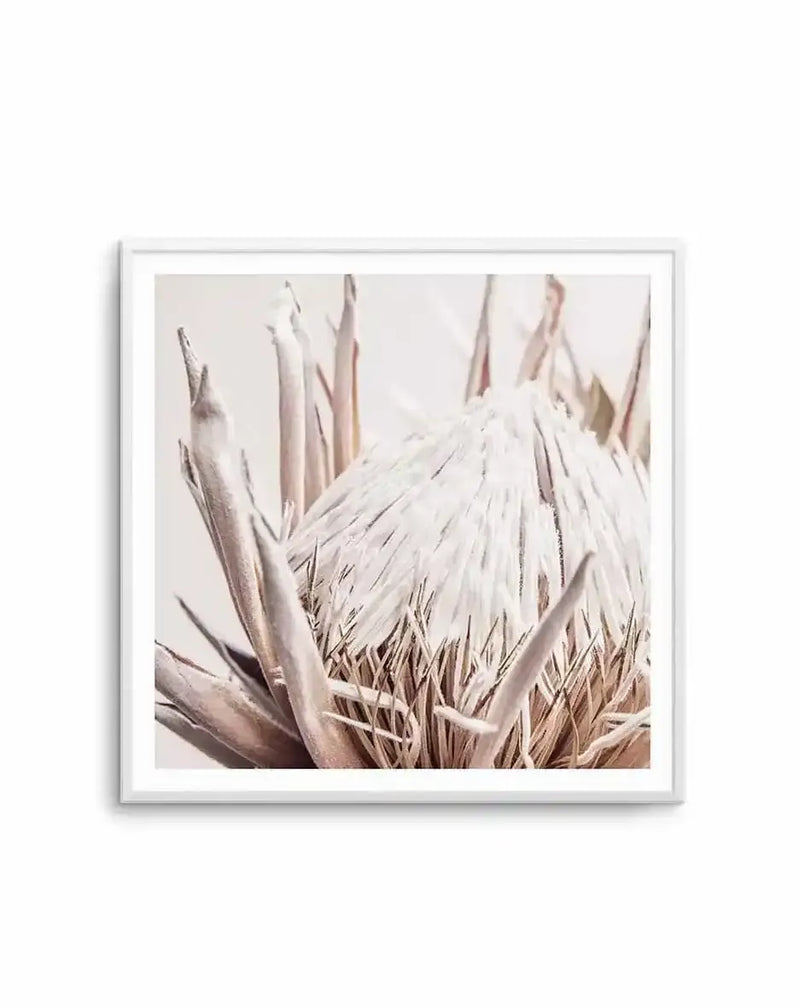 Framed art print featuring a close-up illustration of a nude protea flower with soft, muted tones. The protea displays pale cream and dusty rose petals layered in delicate, feathered strokes, with warm tan and brown undertones in the lower petals and surrounding foliage. The painterly style uses soft watercolor-like blending, creating an ethereal quality. The artwork is mounted in a white frame with white border against a neutral background.